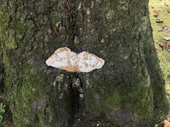 Ganoderma resinaceum