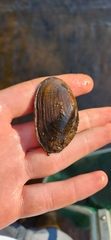 Unionidae