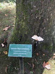 Ganoderma resinaceum
