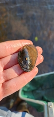 Unionidae
