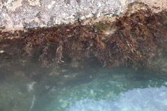 Melanthalia abscissa