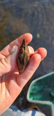 Unionidae