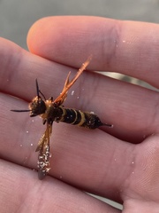 Eriotremex formosanus