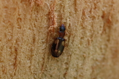 Dromius quadrimaculatus