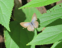 Catopyrops florinda
