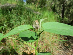Catopyrops florinda