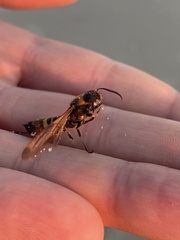 Eriotremex formosanus
