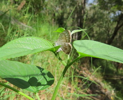 Catopyrops florinda