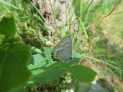 Catopyrops florinda