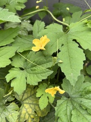 Luffa aegyptiaca