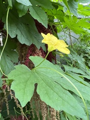Luffa aegyptiaca