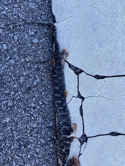 Nerodia sipedon williamengelsi