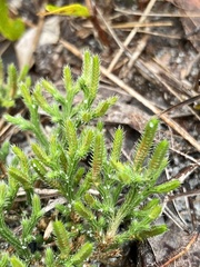 Selaginella arenicola