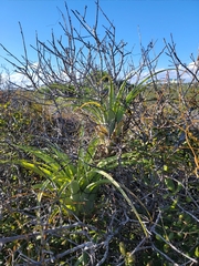 Tillandsia utriculata