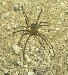 Loxosceles deserta