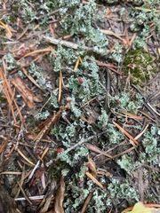 Cladonia bellidiflora