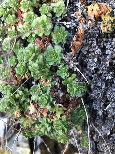 Saxifraga vespertina, photograph 6