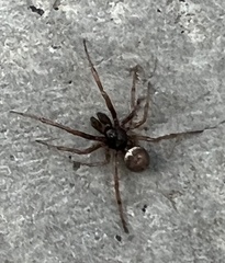 Steatoda bipunctata