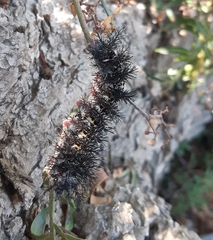 Ormiscodes cinnamomea