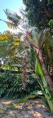 Ravenala madagascariensis