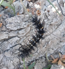 Ormiscodes cinnamomea