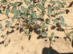 Dalea lanata