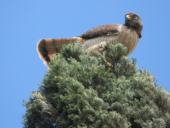 Rupornis magnirostris