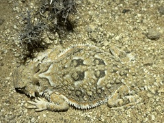 Phrynosoma goodei