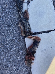 Nerodia sipedon williamengelsi