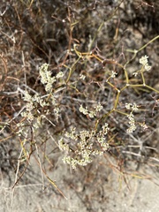 Eriogonum plumatella