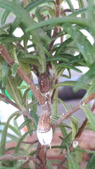 Icerya