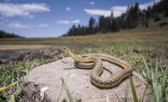 Thamnophis hammondii