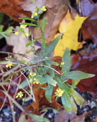 Erysimum cheiranthoides
