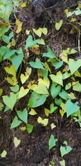Fallopia cilinodis