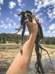 Thamnophis hammondii