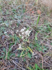 Pseudognaphalium obtusifolium