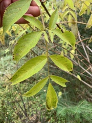 Sambucus racemosa