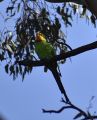 Polytelis swainsonii