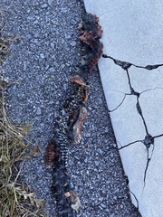 Nerodia sipedon williamengelsi