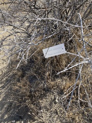 Prunus fasciculata