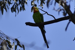 Polytelis swainsonii