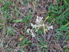 Pseudognaphalium obtusifolium