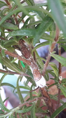 Icerya
