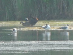 Plegadis falcinellus