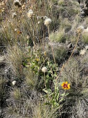 Gaillardia aristata