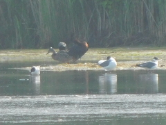 Plegadis falcinellus