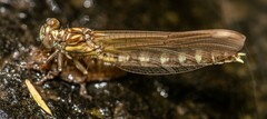 Gomphidae