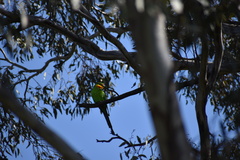 Polytelis swainsonii