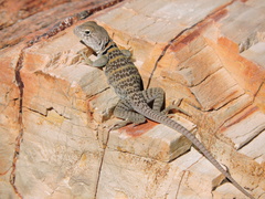Crotaphytus collaris