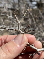 Pseudoziziphus parryi